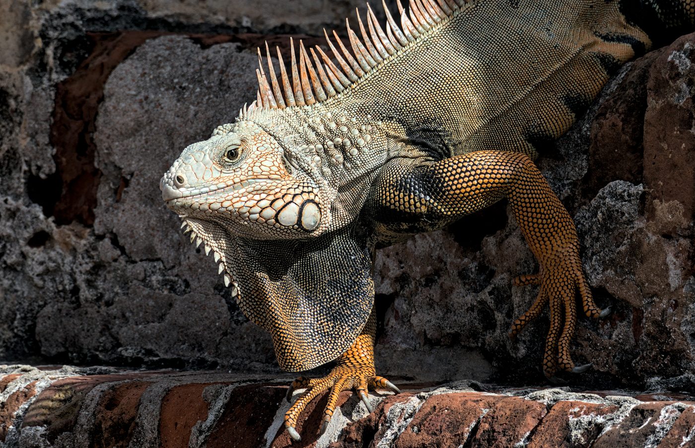 iguana at the fort